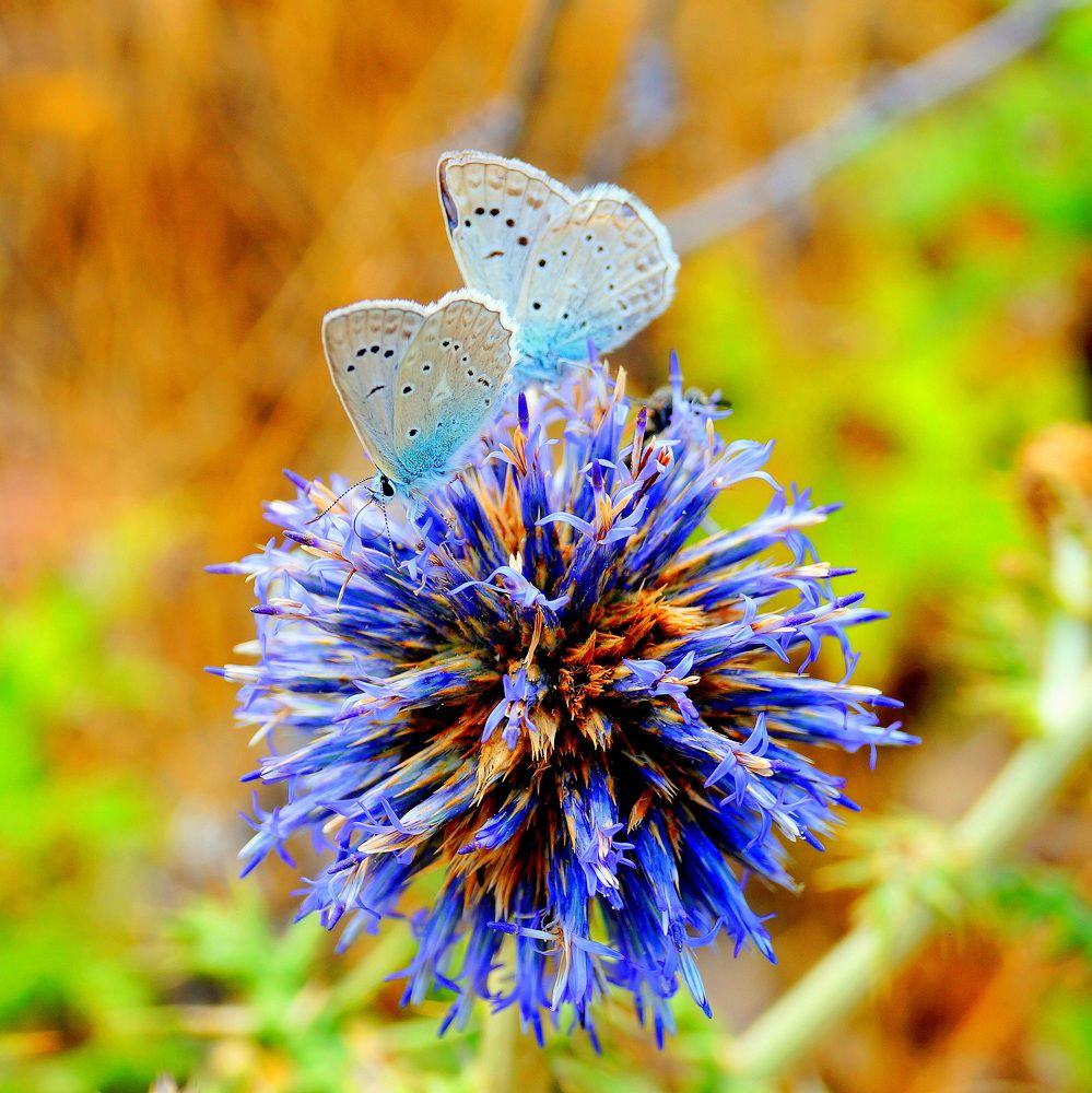 Photograph by Михаил Вечерский
