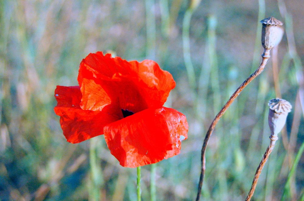 Photograph by Михаил Вечерский