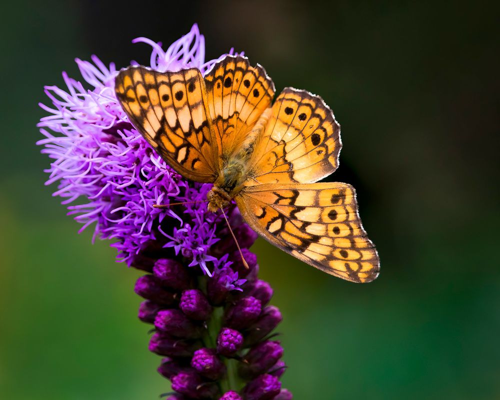 Photograph by SLUTSKAYA YANA