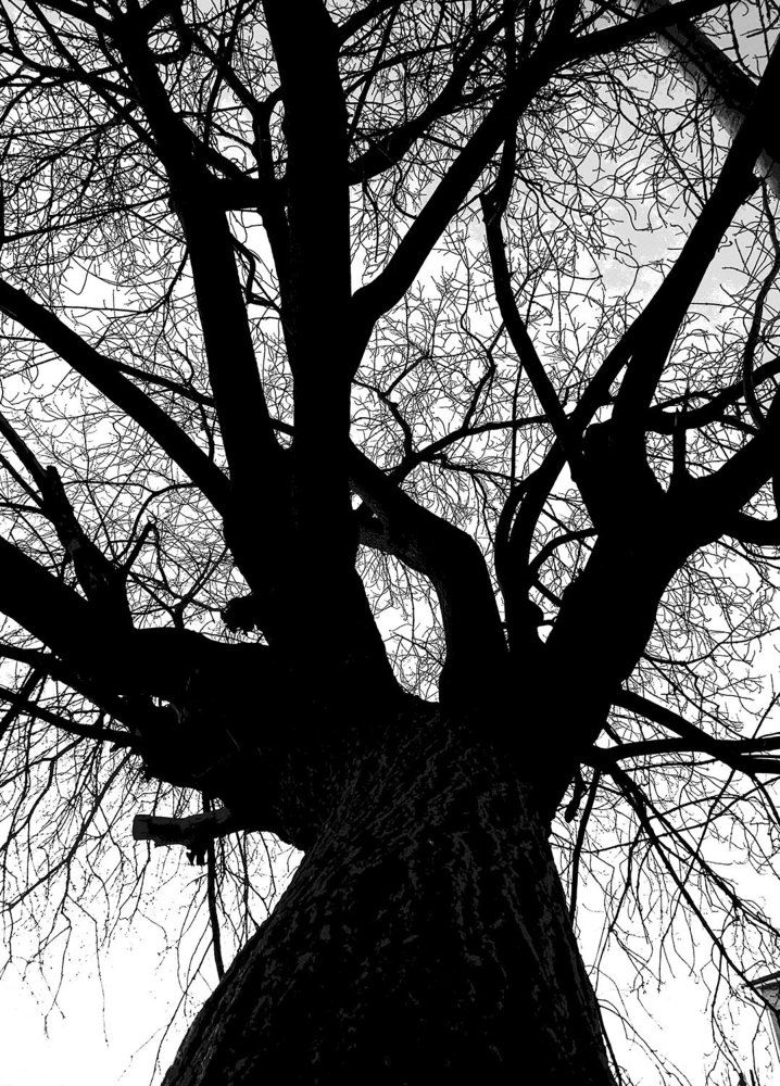 Photograph by Игорь Пшеничников