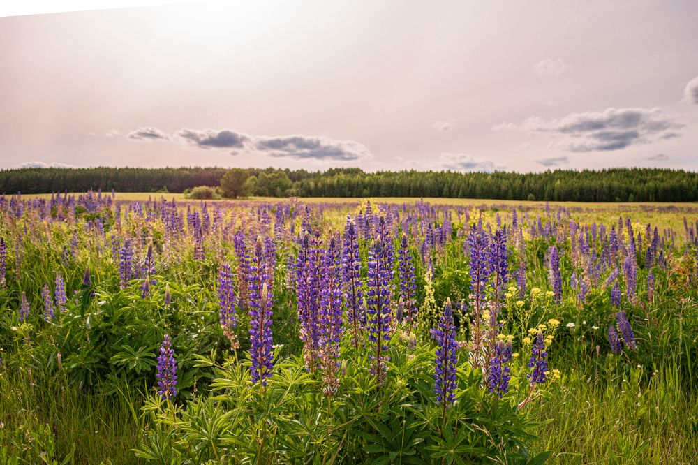 Люпиновое поле