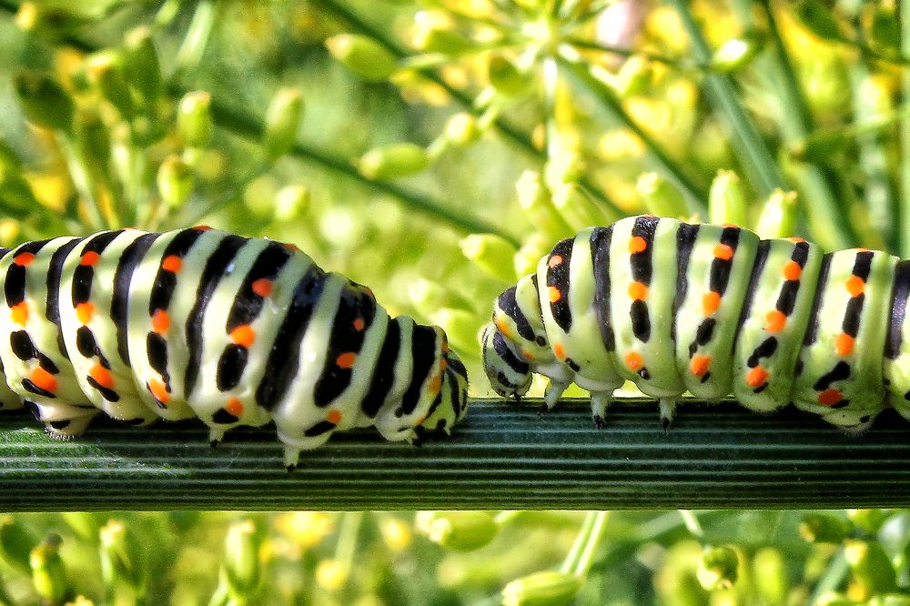 Photograph by Vitaliy Saposhnikov