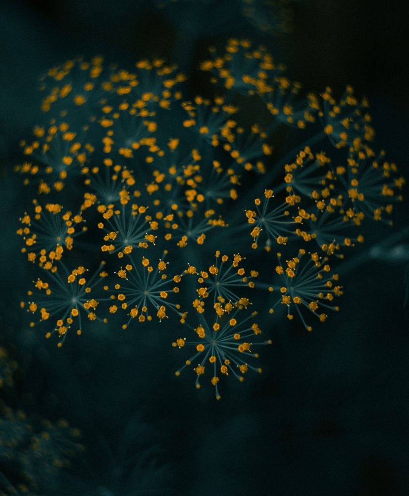 Photograph by Светлана Кавказская