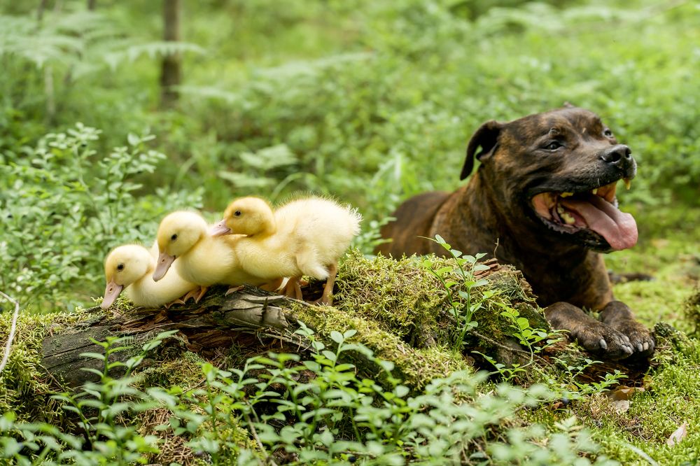 Photograph by Марина Суздаль