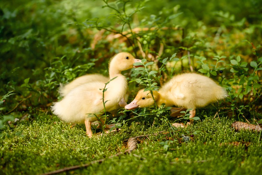 Photograph by Марина Суздаль