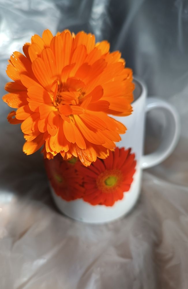 Photograph by Olga Kot