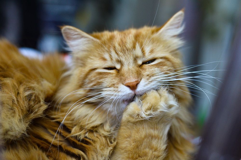 Курильский бобтейл Василиса