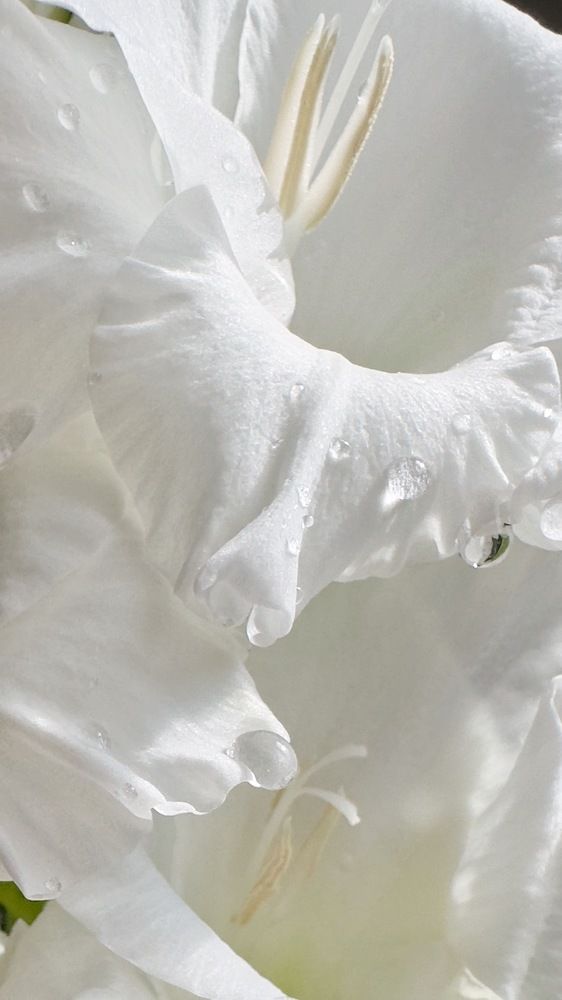 Photograph by Zinaida Sassarini