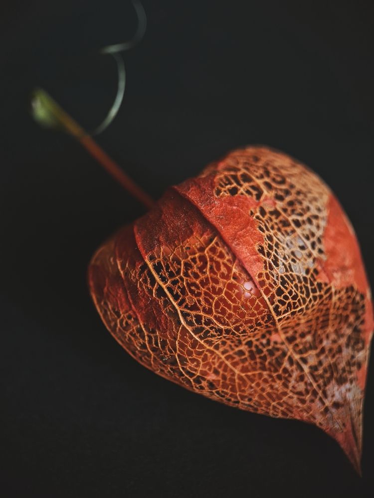 Photograph by Victoria Stoliarenko