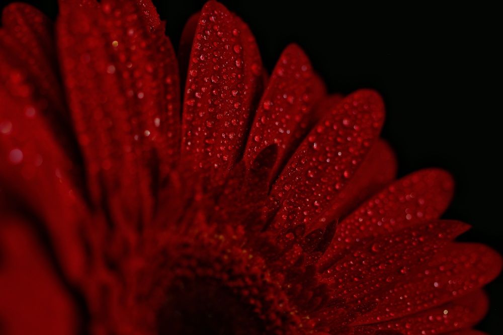 Фотография автора Екатерина Карасева