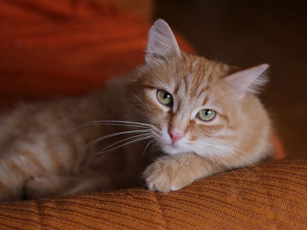 Теплые коты.