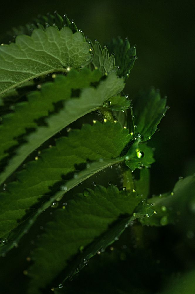 Photograph by Светлана Андреева