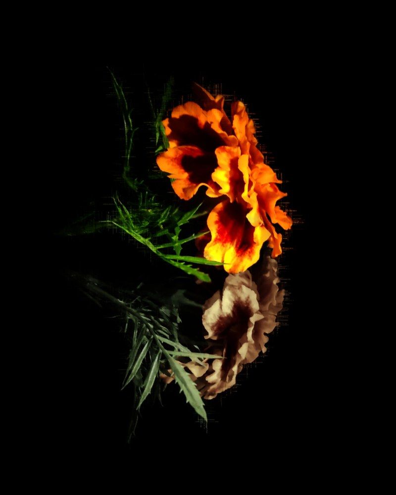 Photograph by Elena Goncharova