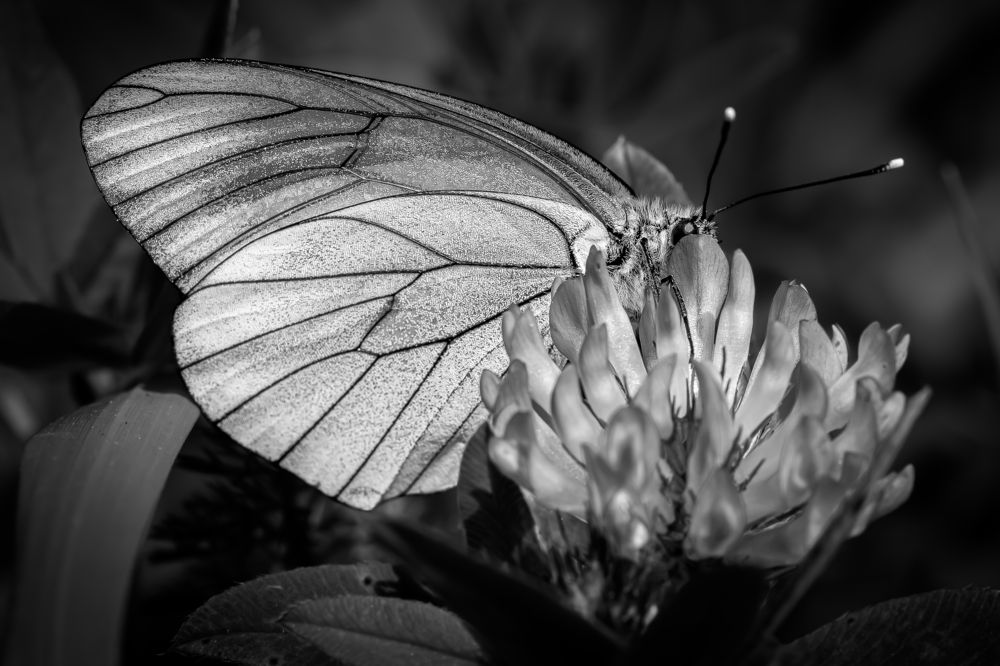 Photograph by Andrea Barlotti