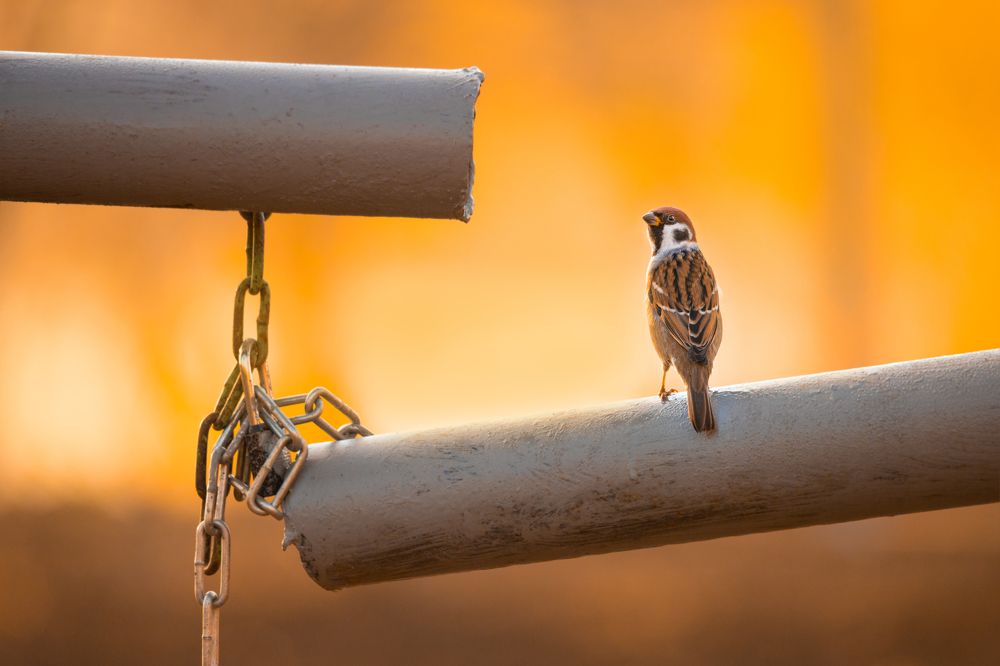 Photograph by Чудинин Дмитрий