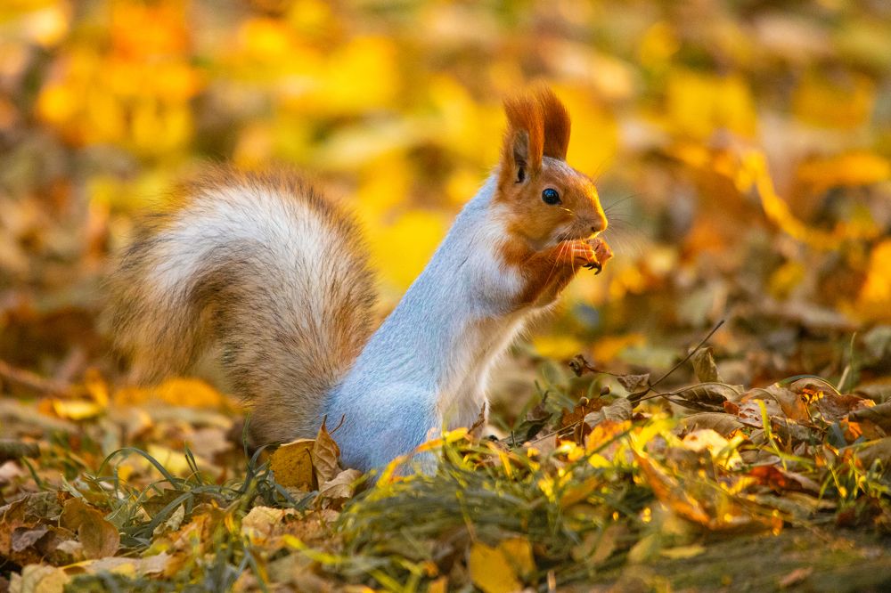 В боксёрской стойке