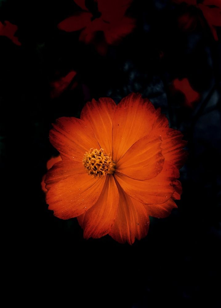 Photograph by Светлана Барабанова