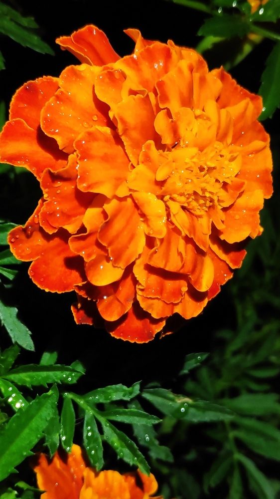 Photograph by Elena Goncharova