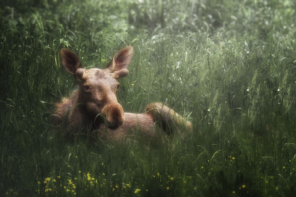 Photograph by Маргарита Смоленская