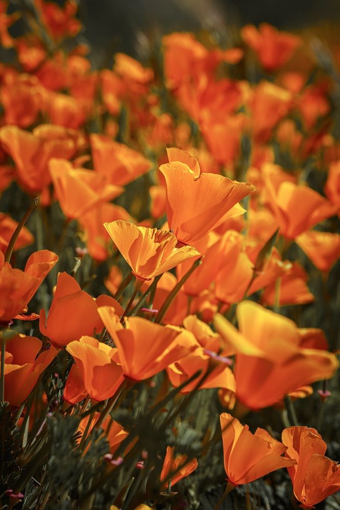 Photograph by Natalia