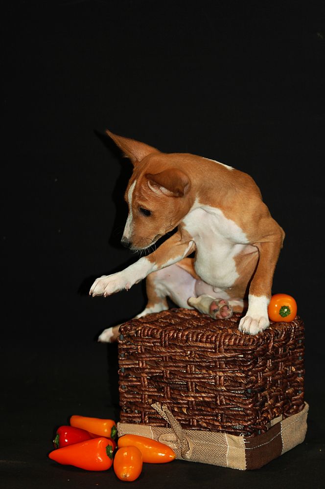 Photograph by Диана Ульянцева