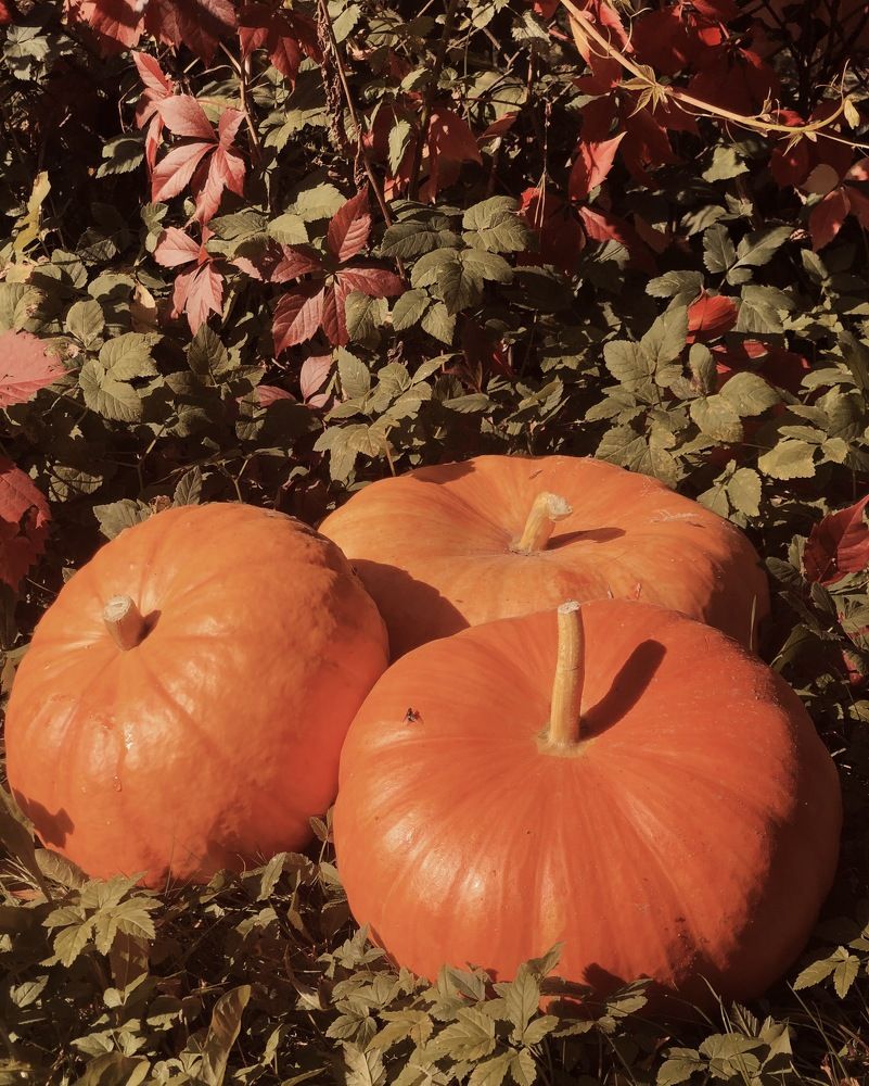 Photograph by Марина Георгиева