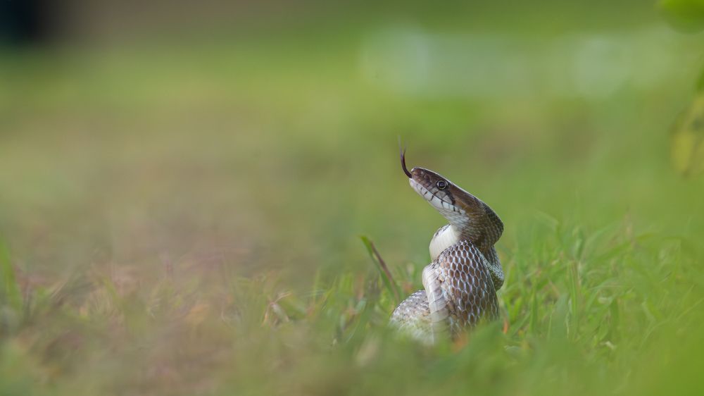 Photograph by Anandhu M