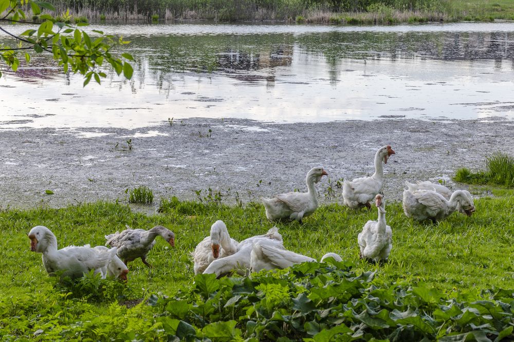 Photograph by Игорь Грашин