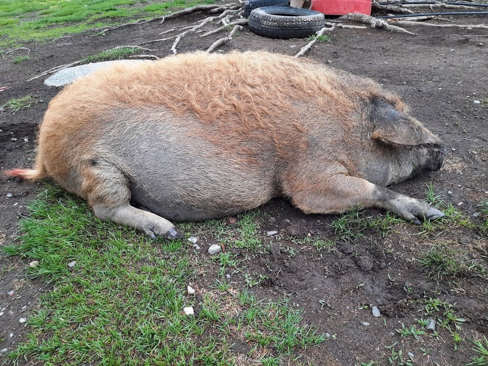 Фотография автора Елена Пикатова