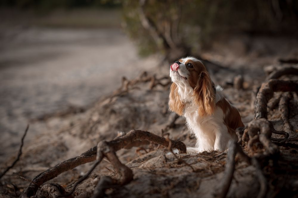 Photograph by Дарья Кончакова