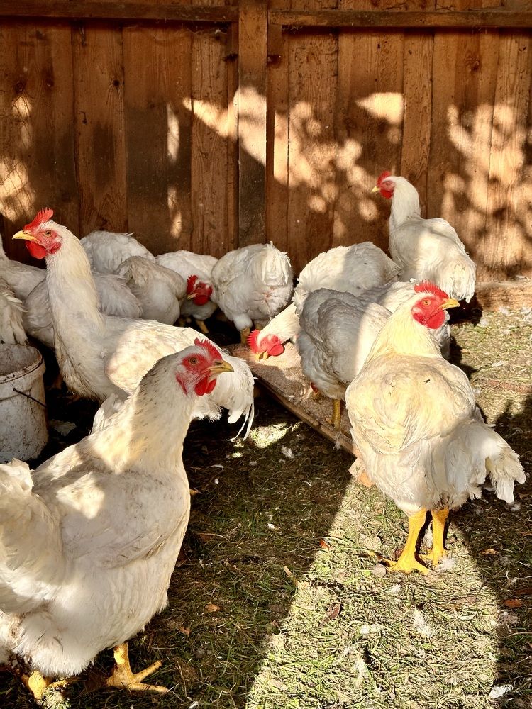 Photograph by Лариса Акинчиц