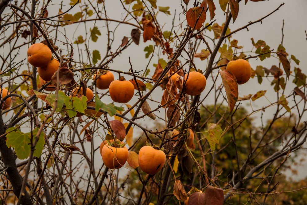 Осенние подарки