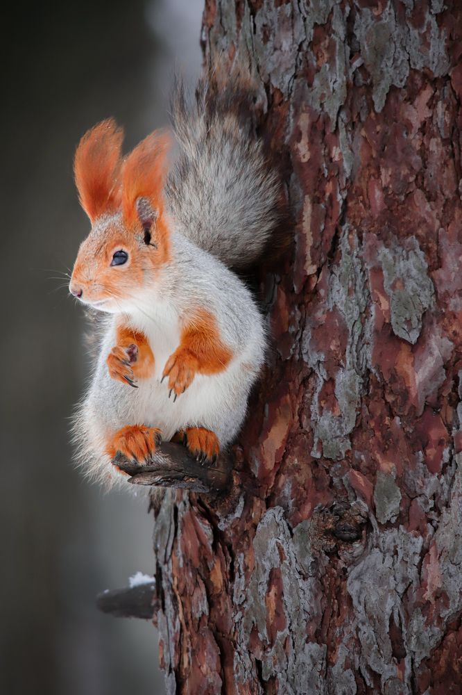 Photograph by Чудинин Дмитрий