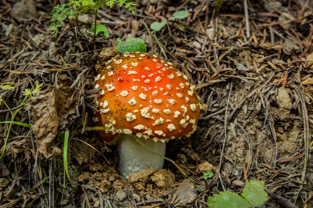 Photograph by Игорь Сидун