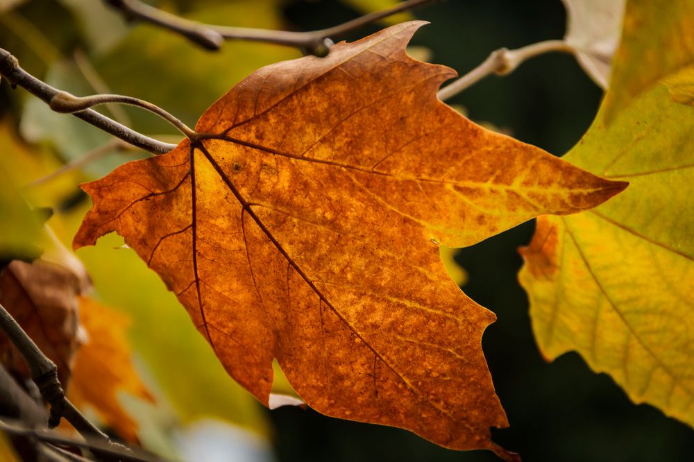 Photograph by Игорь Сидун