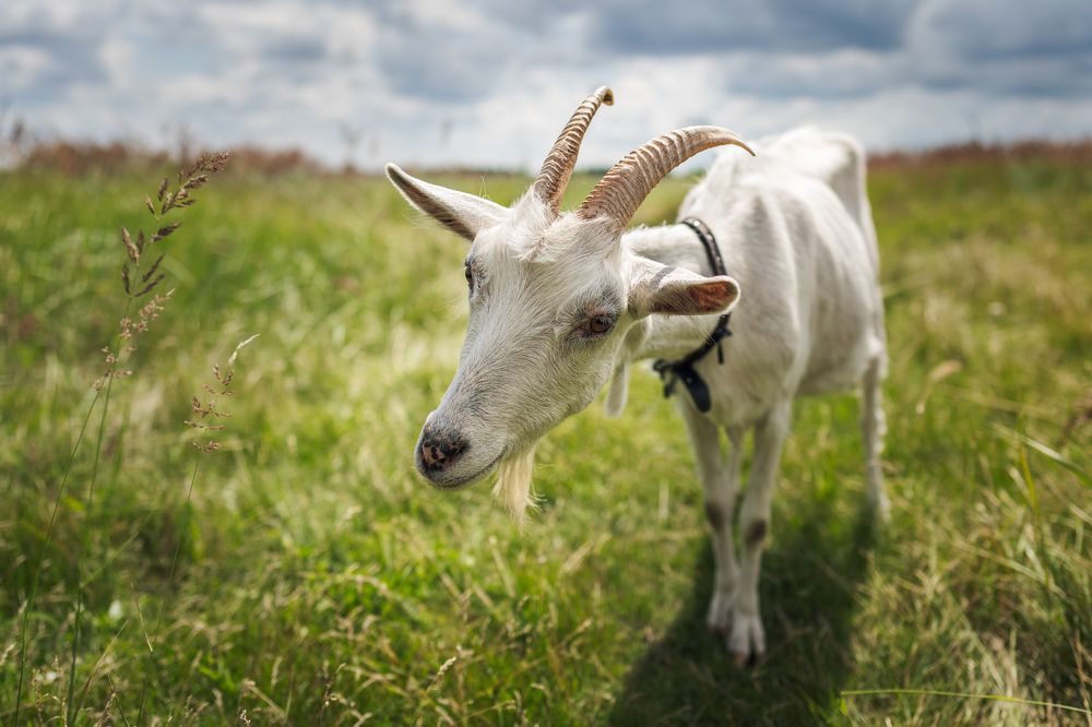 На лугу пасётся Ко