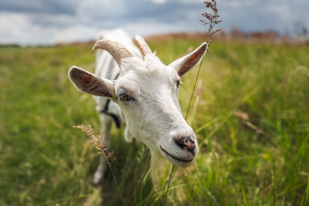 На лугу пасётся Ко