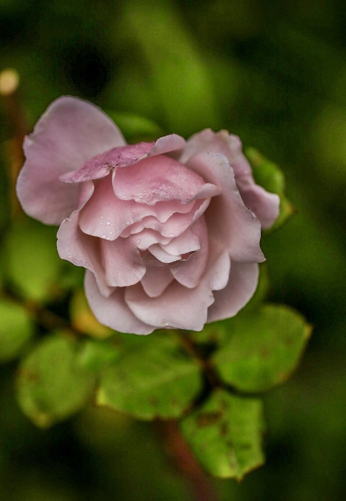 Photograph by Елена Ковалева