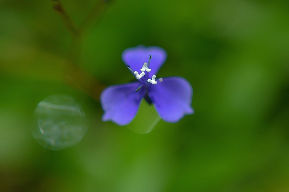 Фотография автора Veepul Rege