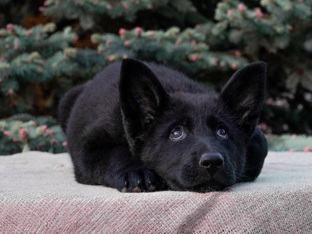 черная немецкая овчарка