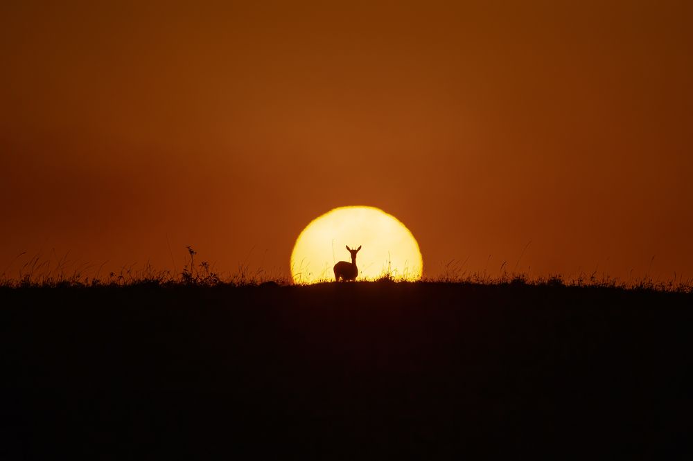 Graceful Gazelle at Sunrise: Nature's Elegance
