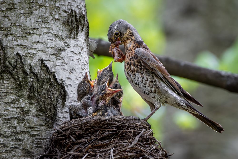 Photograph by Антон Науменко