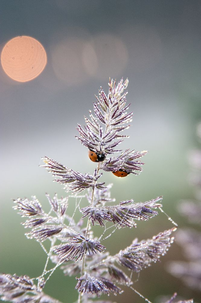 раннее утро. июль