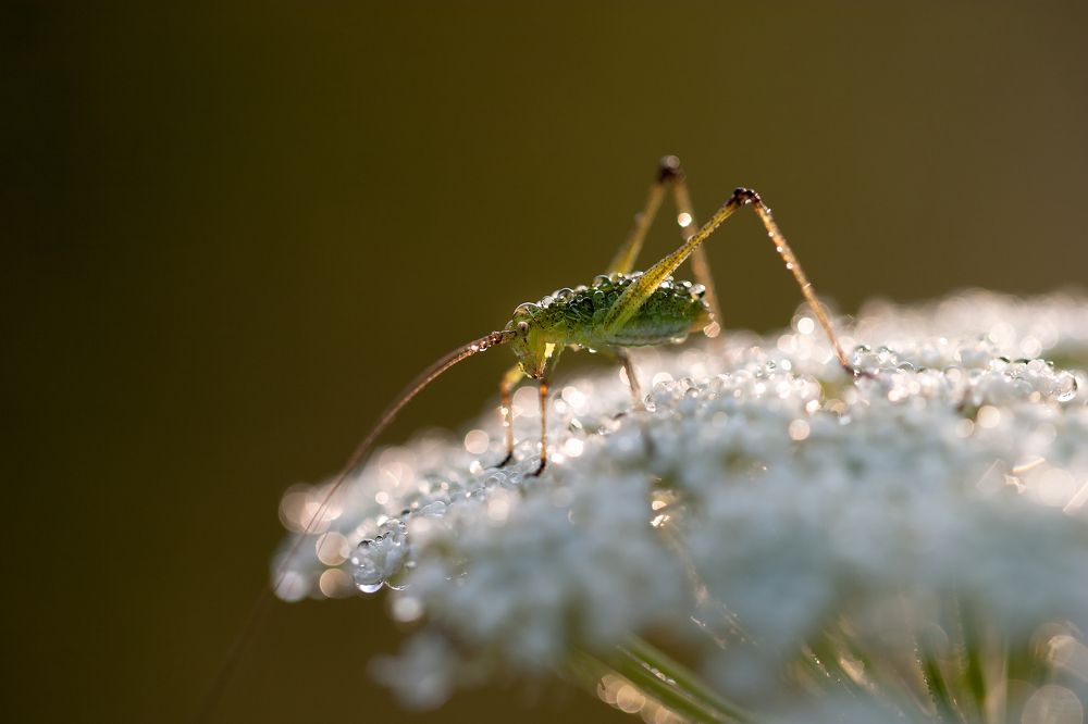 Тысячелистник