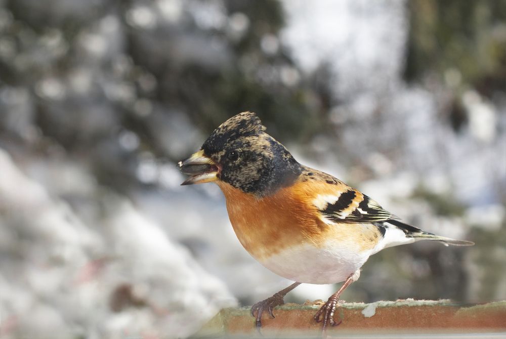 Photograph by Elena Lopatina