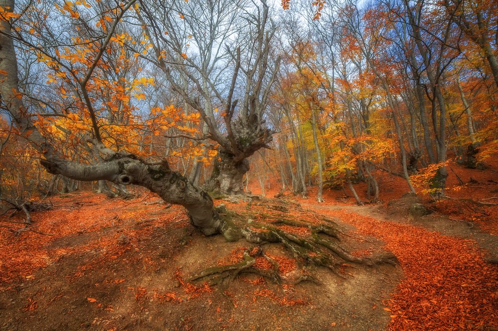 Photograph by Дмитренко Екатерина