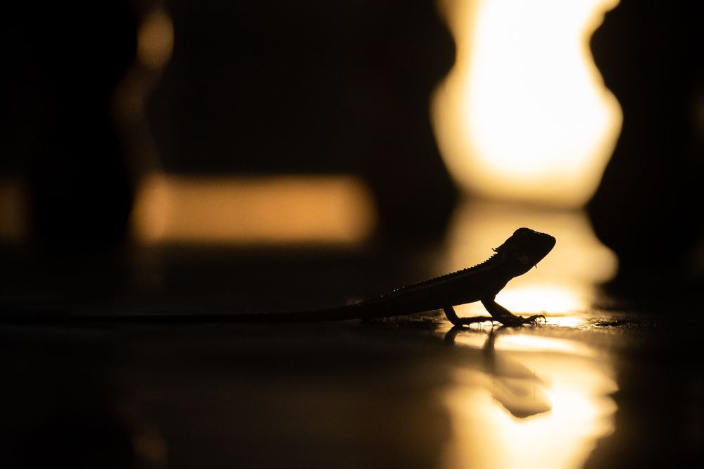 Photograph by  Ahamed Jazif