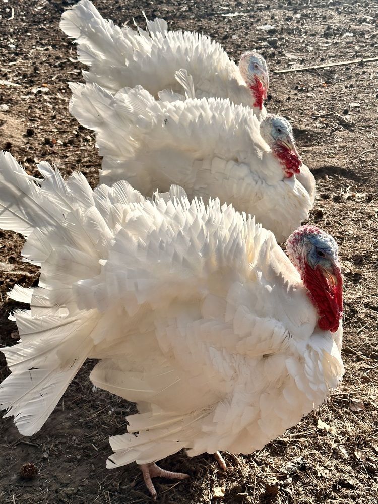 «…Пришли девчонки, стоят в сторонке…»