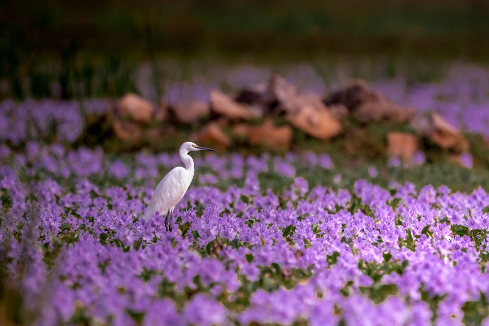 Photograph by  Ahamed Jazif