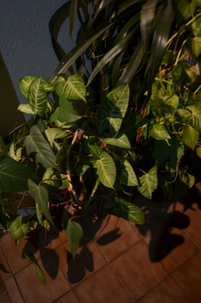 Фотография автора Ileana Andrea Gavinoser